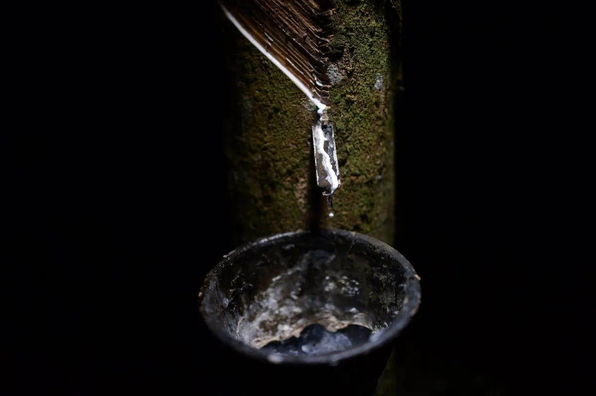 The white sap of a rubber tree drops into a container at a rubber plantation in Ka Po village in the southern Thai province of Phang Nga on Oct. 1, 2014. (Christophe Archambault/AFP/Getty Images)