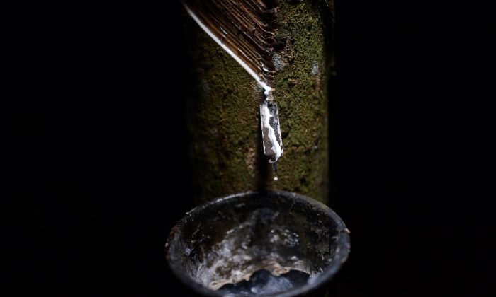 The white sap of a rubber tree drops into a container at a rubber plantation in Ka Po village in the southern Thai province of Phang Nga on Oct. 1, 2014. (Christophe Archambault/AFP/Getty Images)