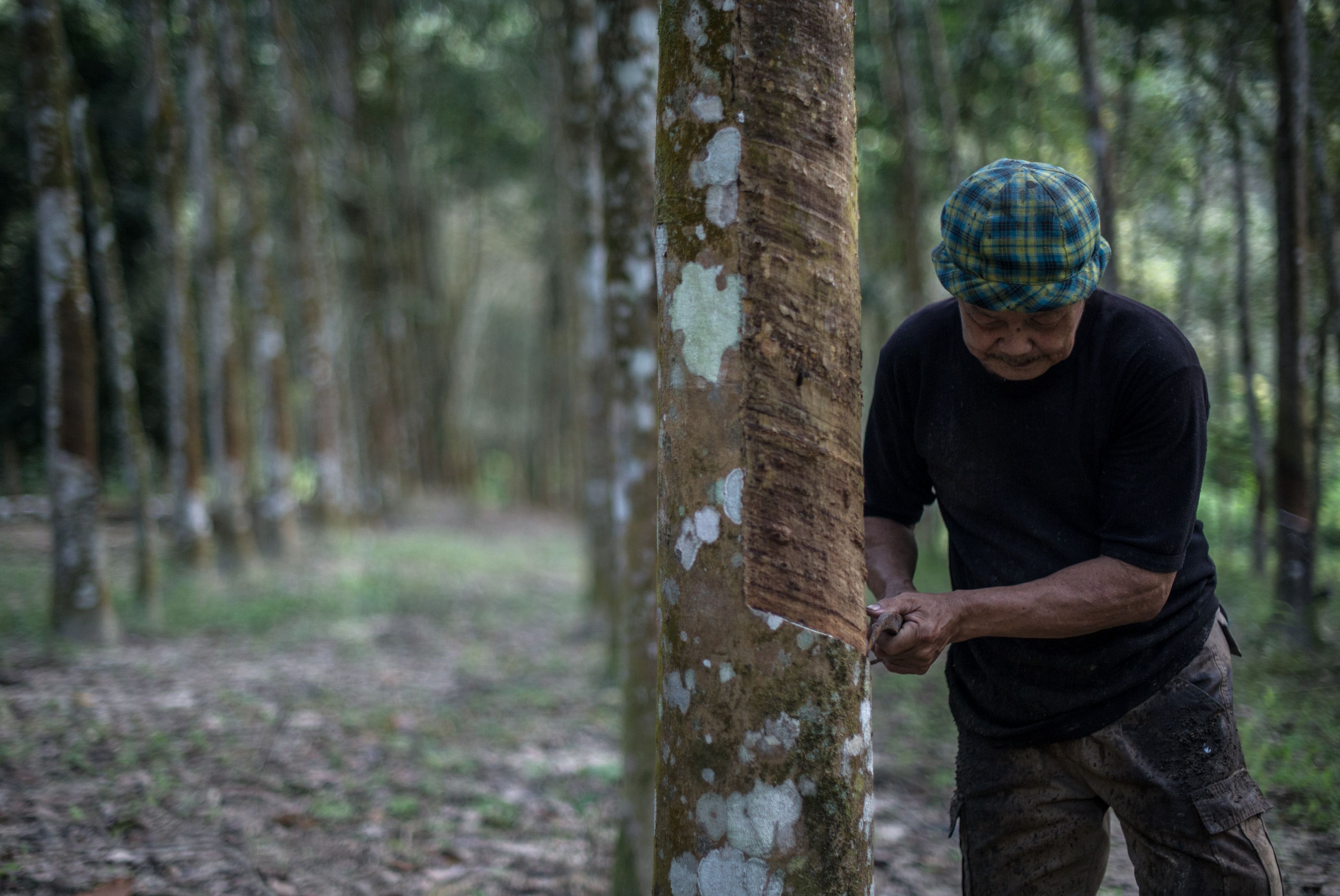 A worker collects raw latex from a rubber tree at a plantation in Pahang, outside Kuala Lumpur, Malaysia, on Jan. 12, 2016. (Mohd Rasfan/AFP/Getty Images)