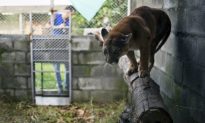 Mother Saves 4-Year-Old Daughter From Mountain Lion