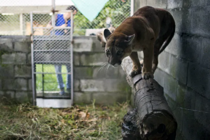 A male mountain lion (not pictured) attacked a four-year-old girl in Idaho on Aug. 12. (LUIS ROBAYO/AFP/Getty Images)