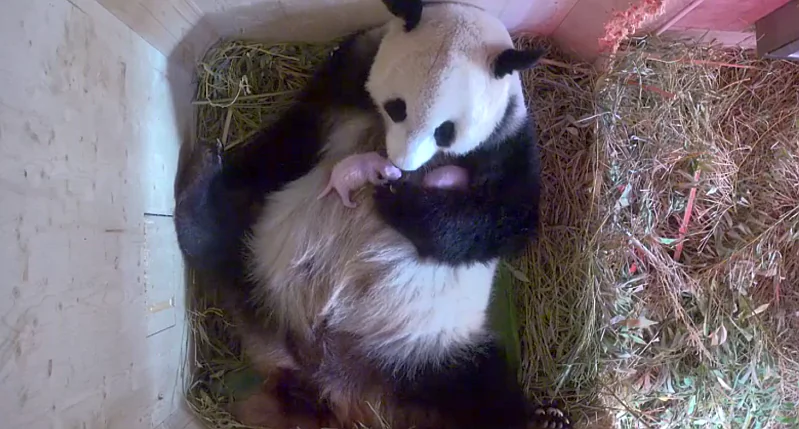 Yang Yang and her cubs. (Screenshot of a video from Schönbrunn Zoo in Vienna)