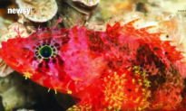 Scientists Keep Finding Strange, New Creatures in the Oceans (Video)