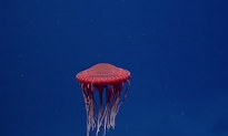 A ‘Spaceship’ Jelly Was Spotted Dancing Through Water Column (Video)