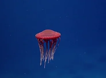 A ‘Spaceship’ Jelly Was Spotted Dancing Through Water Column (Video)