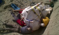 66-Million-Year Old Rare T. Rex Skull Discovered (Video)