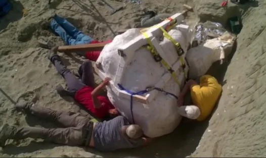 66-Million-Year Old Rare T. Rex Skull Discovered (Video)