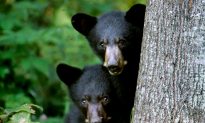 New England Drought Means Bolder Bears, Stressed Fish