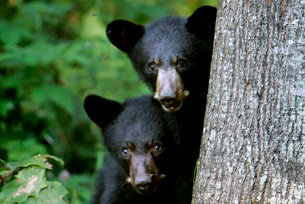 Black bear cubs are seen in Lyme, N.H., on Aug. 1, 2007. (AP Photo/Cheryl Senter)