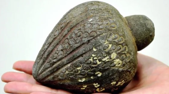 Israeli Family Turns in Bizarre 700-Year-Old Hand Grenade (Video)