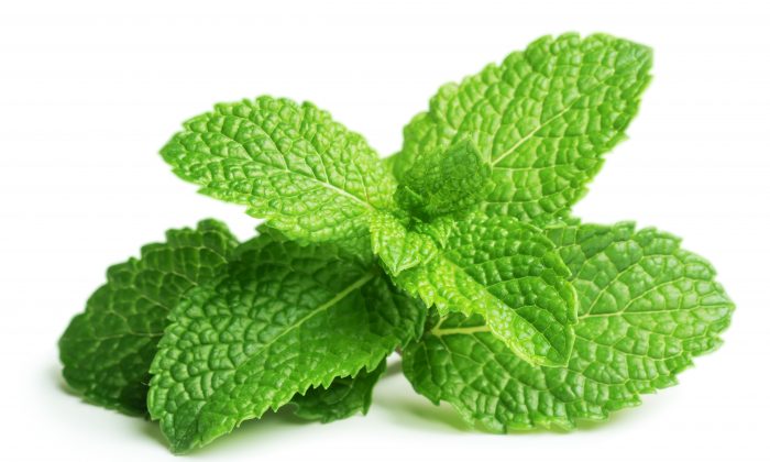 “mint”的图片搜索结果