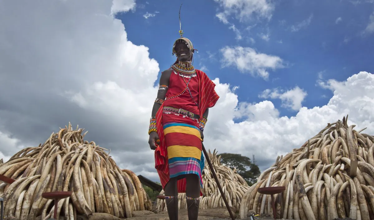 FILE - In this April 28, 2016 file photo, a Maasai man in ceremonial dress poses for visitors to take photographs of him in front of one of around a dozen pyres of ivory, in Nairobi National Park, Kenya. The Kenya Wildlife Service stacked 105 tons of ivory consisting of 16,000 tusks, and 1 ton of rhino horn, from stockpiles around the country, in preparation for it to be torched to encourage global efforts to help stop the poaching of elephants and rhinos. The results of a new survey show a rapid decline in Africa's savanna elephants as international and domestic ivory trades continue to drive poaching across the continent. (AP Photo/Ben Curtis, File)