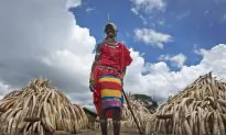 Africa’s Elephants Rapidly Declining as Poaching Thrives