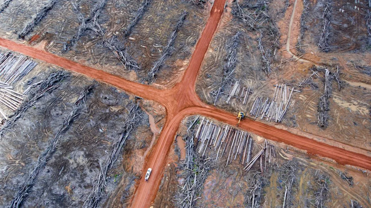 A file photo of piles of wood prepared to be burned by Korindo's palm oil plantation company PT Papua Agro Lestari in Papua, Indonesia. (Mighty)