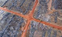 Holding Banks Accountable for Funding Deforestation