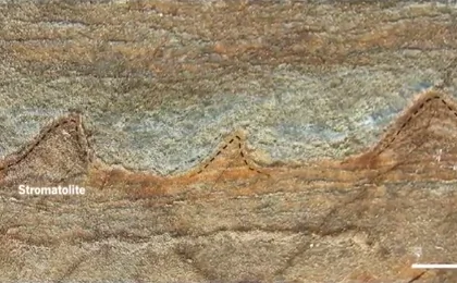 3.7 Billion-Year-Old Fossils Could Be World’s Oldest (Video)