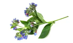 Comfrey: A Healing Plant With a Misguided Reputation