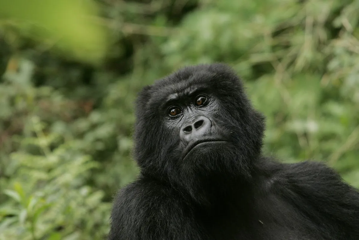 In this Nov. 30, 2007 file photo, a gorilla looks on at Volcanoes National Park in Ruhengeri, Rwanda. The eastern gorilla has been listed as critically endangered, making four of the six great ape species only one step away from extinction, according to the International Union for the Conservation of Nature's Red List of Endangered Species, released Sunday Sept. 4, 2016. (AP Photo/Themba Hadebe, File)