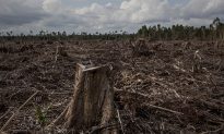 Holding Banks Accountable for Funding Deforestation