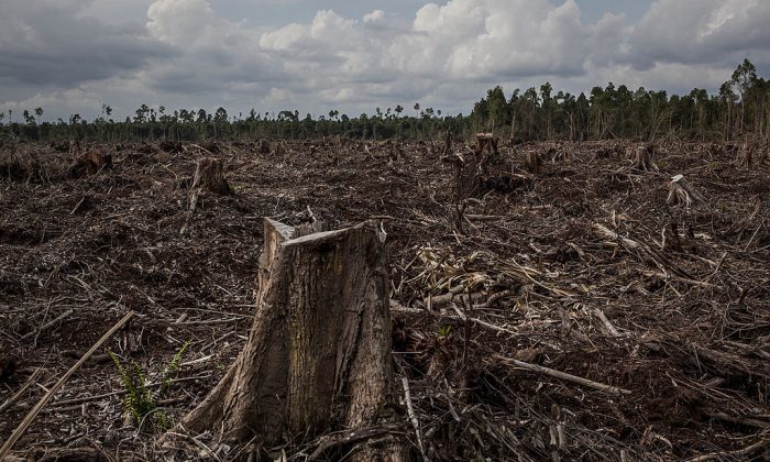 Stumps in a deforested area developed for a pulp and paper plantation in Sumatra, Indonesia, on July 11, 2014. (Ulet Ifansasti/Getty Images)