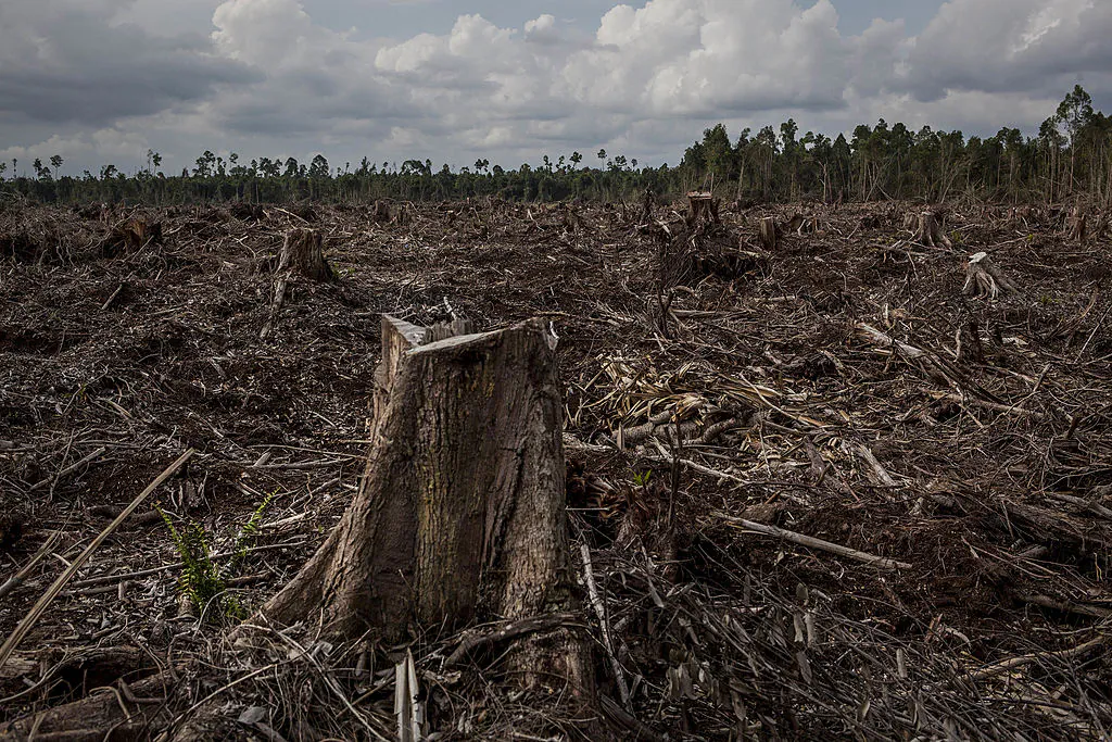 Stumps in a deforested area developed for a pulp and paper plantation in Sumatra, Indonesia, on July 11, 2014. (Ulet Ifansasti/Getty Images)