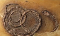 48-Million-Year-Old Fossil Shows Insect Inside Lizard Inside Snake (Video)