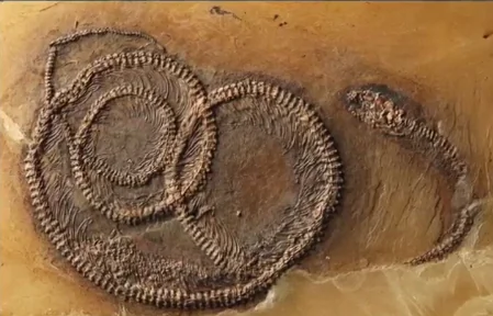 48-Million-Year-Old Fossil Shows Insect Inside Lizard Inside Snake (Video)