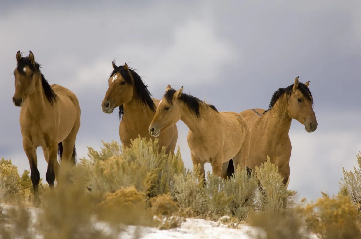 Wild mustangs from the Kiger Management Area near Diamond, Ore., are shown on Oct. 17, 2007. (Jamie Francis/The Oregonian via AP)
