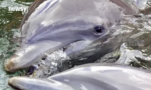 Dolphins Might Have a ‘Highly Developed Spoken Language’ (Video)
