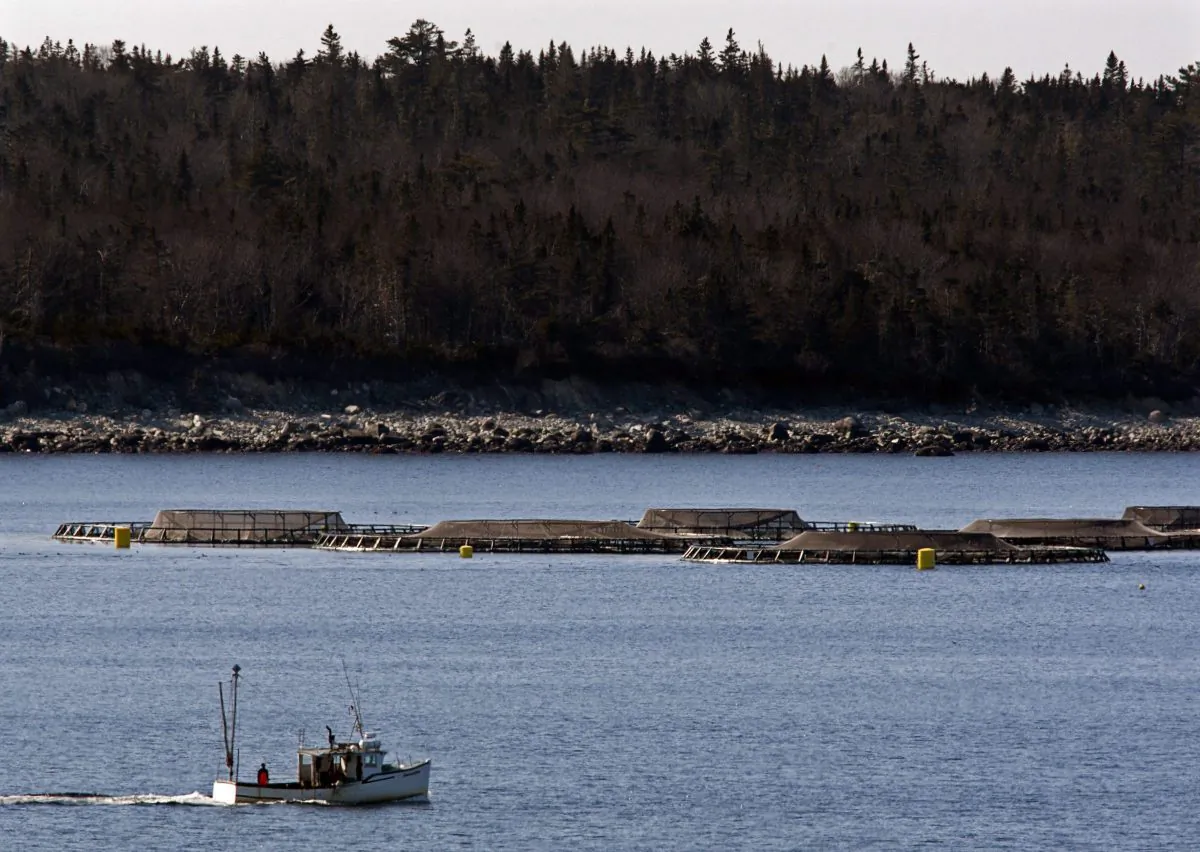 A fishing boat heads past fish farm cages in Shelburne Harbour on Nova Scotia's South Shore on Feb. 21, 2011. (THE CANADIAN PRESS/Andrew Vaughan)