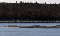 Salmon Farming Heads Into Dark, Perilous Waters
