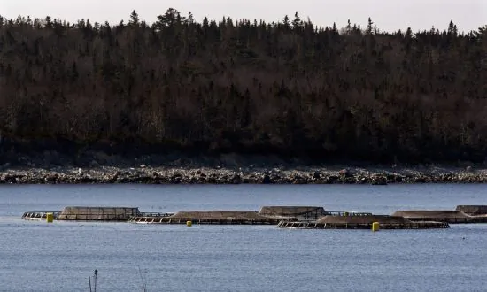 Salmon Farming Heads Into Dark, Perilous Waters