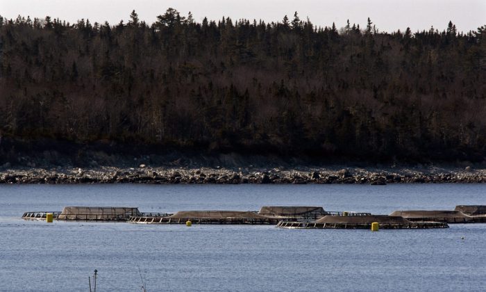 A fishing boat heads past fish farm cages in Shelburne Harbour on Nova Scotia's South Shore on Feb. 21, 2011. (THE CANADIAN PRESS/Andrew Vaughan)