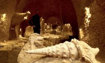 Under the Champagne Vineyards, Ancient Shells Offer Rare Look at the Past