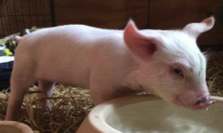 Piglet Determined to Live Jumps From Truck, Finds Permanent Home (Video)