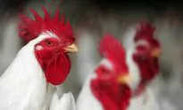 CDC Warns: Don’t Kiss Your Chicken