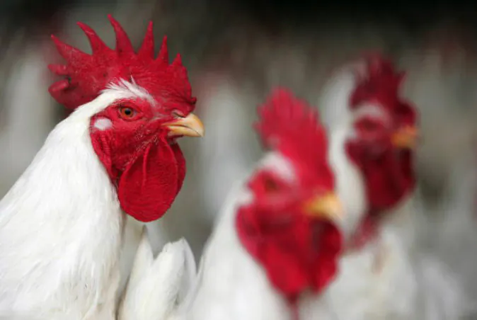 Chicken sit in a farm near Jamasa, Egypt.  (KHALED DESOUKI/AFP/Getty Images)