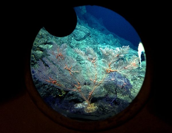 Deep sea coral is seen through an observation window of the Pisces V submersible during a dive to the previously unexplored underwater volcano off the coast of Hawaii's Big Island on Sept. 6, 2016. Conservation International and the University of Hawaii are exploring seamounts off Hawaii to assess the biodiversity and geological composition of the deep-sea mountains. (AP Photo/Caleb Jones)