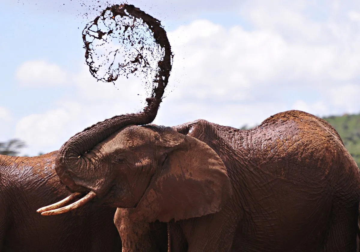An African elephants throws mud onto himself at the Mpala Research Center and Wildlife Foundation, in Laikipia District, Kenya, on Jan. 31, 2016. (SIMON MAINA/AFP/Getty Images)