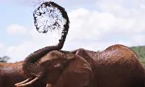 Saving the Great Being of the Elephant