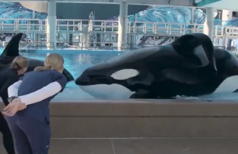California Bans Orca Breeding and Performance (Video)