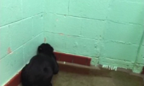 Abandoned Dog Paralyzed by Fear Keeps Looking at Wall (Video)