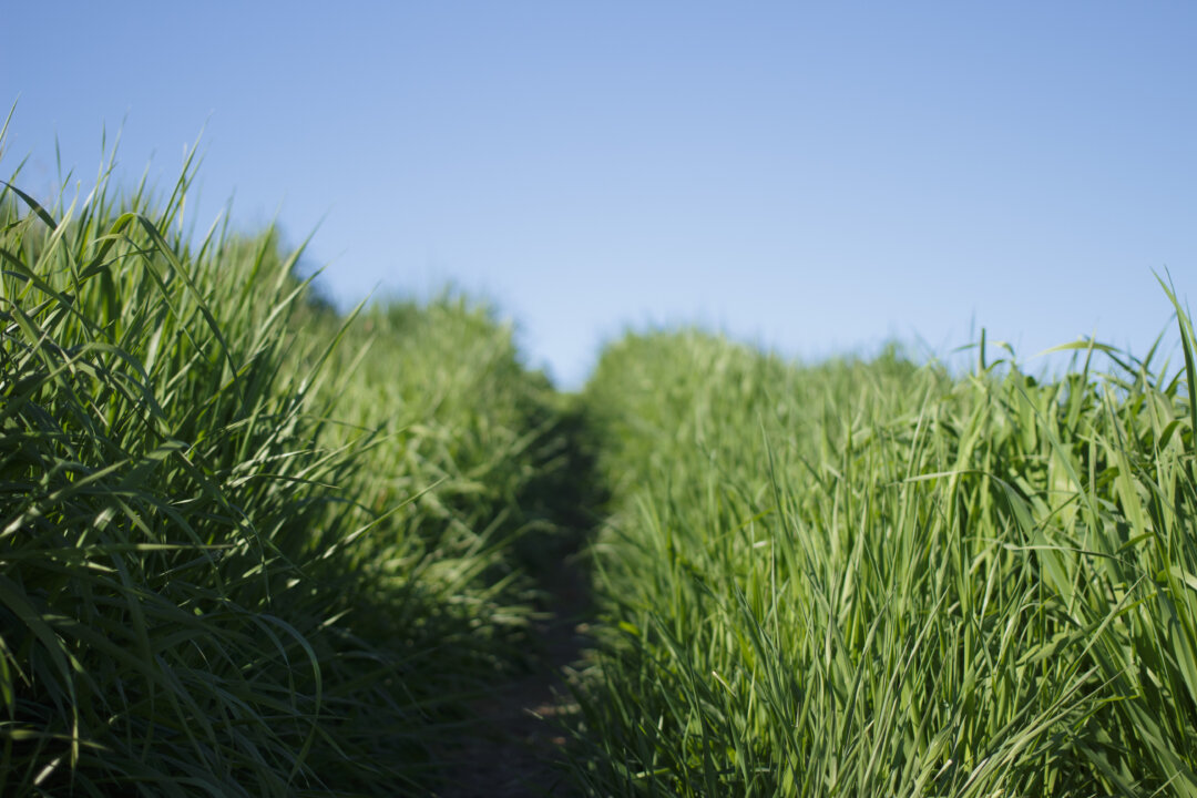 A stock photo of tall grass (Katya Austin/Unsplash)
