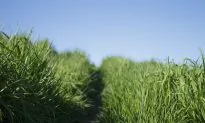 Lyme Disease: A Hard Road to Diagnosis and Recovery