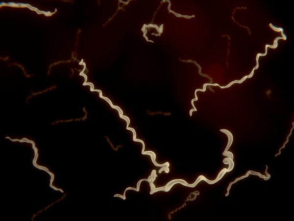 Borrelia (Juan Gaertner/Shutterstock)