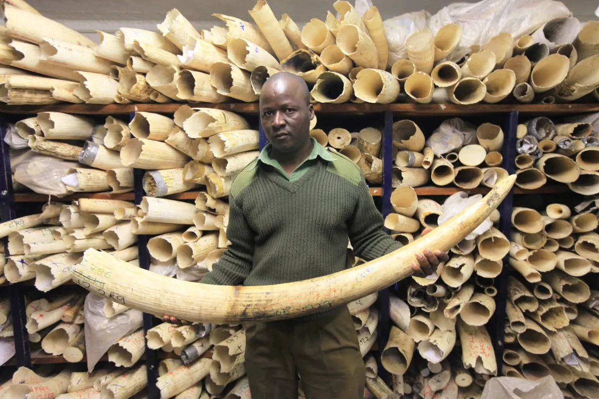 A Zimbabwe National Parks official holds an elephant task during a tour of the country's ivory stockpile at the Zimbabwe National Parks Headquarters in Harare on June 2, 2016. Africa is divided over how to conserve elephants whose population has plummeted in the last decade. Namibia, Zimbabwe, and South Africa favor selling ivory stockpiles but are opposed by about 30 African countries that want to tighten an international ban on the ivory trade. (AP Photo/Tsvangirayi Mukwazhi)