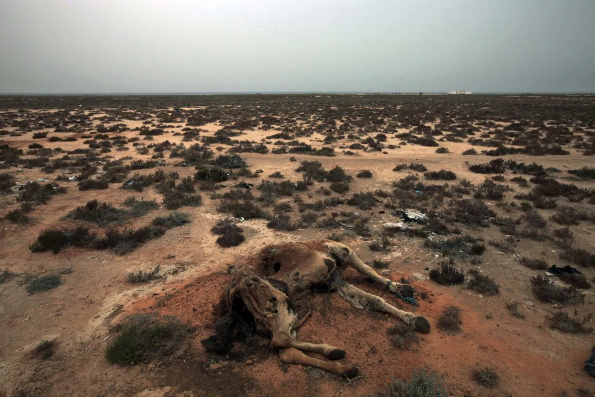 A dead camel in the desert outside the southeastern village of Ben Guerdane, Tunisia, close to the border with Libya, on March 12, 2011. Struggling with extremism and economic woes, Tunisia now faces another menace: persistent drought across several regions that is threatening farming, a pillar of the economy, and creating new social tensions. (AP Photo/Lefteris Pitarakis)