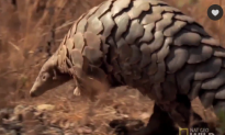 Pangolins Are the Most Trafficked Mammals in the World (Video)