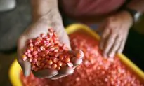 New Technology Spurs Consolidation in Seed Industry