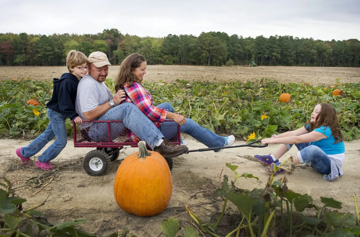 A family has fun at a pumpkin patch in Maryland.  (JIM WATSON/AFP/Getty Images)